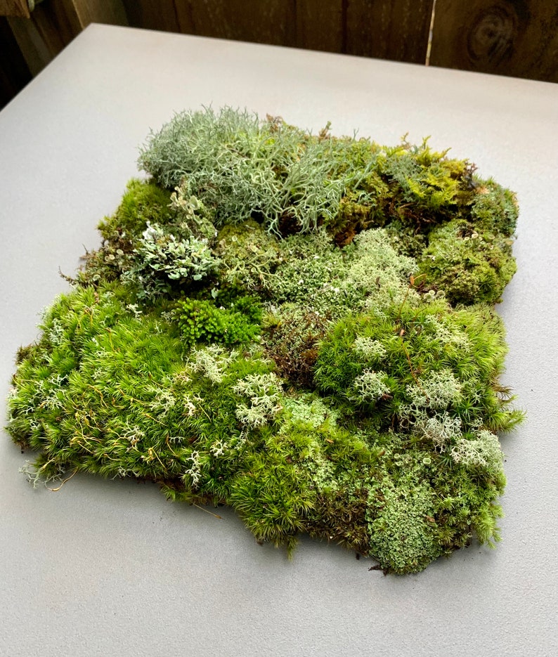 Live Moss Variety Bag for Terrariums, Fairy Gardens, Moss Art, Indoor or Outdoor Gardens image 8