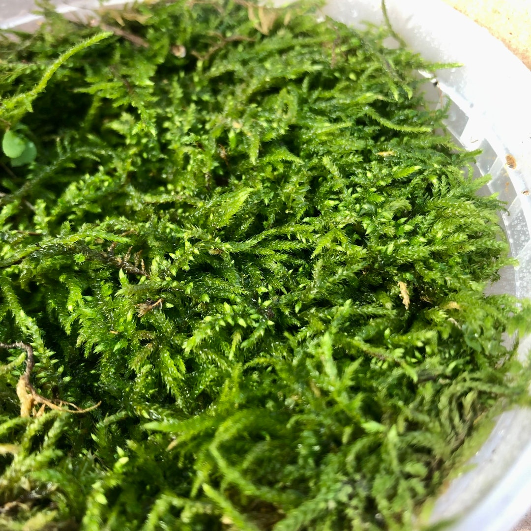 Fern Moss Thuidium Delicatulum Live Terrarium Moss Etsy