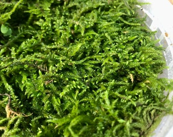 Fern Moss Thuidium delicatulum Live Terrarium Moss