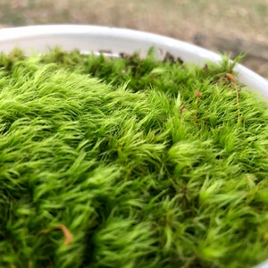 Mood Moss Dicranum Scoparium Terrarium moss Carpet moss image 6