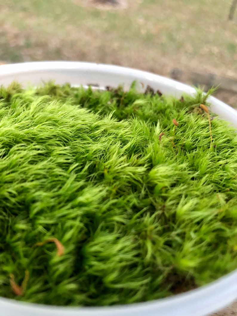 Mood Moss Dicranum Scoparium Terrarium moss Carpet moss image 6