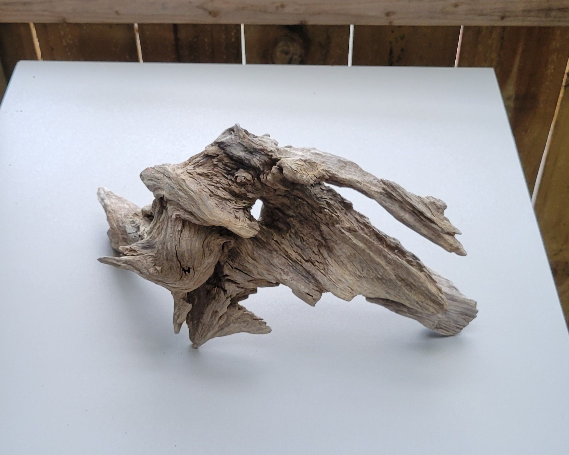 Driftwood aquarium layout from watering to planting to