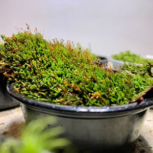 Live Moss Sampler, 8 Varieties of Terrarium Moss image 5