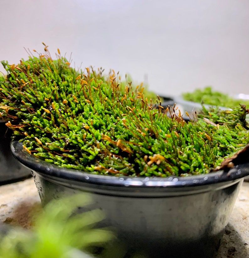 Live Moss Sampler, 8 Varieties of Terrarium Moss image 5