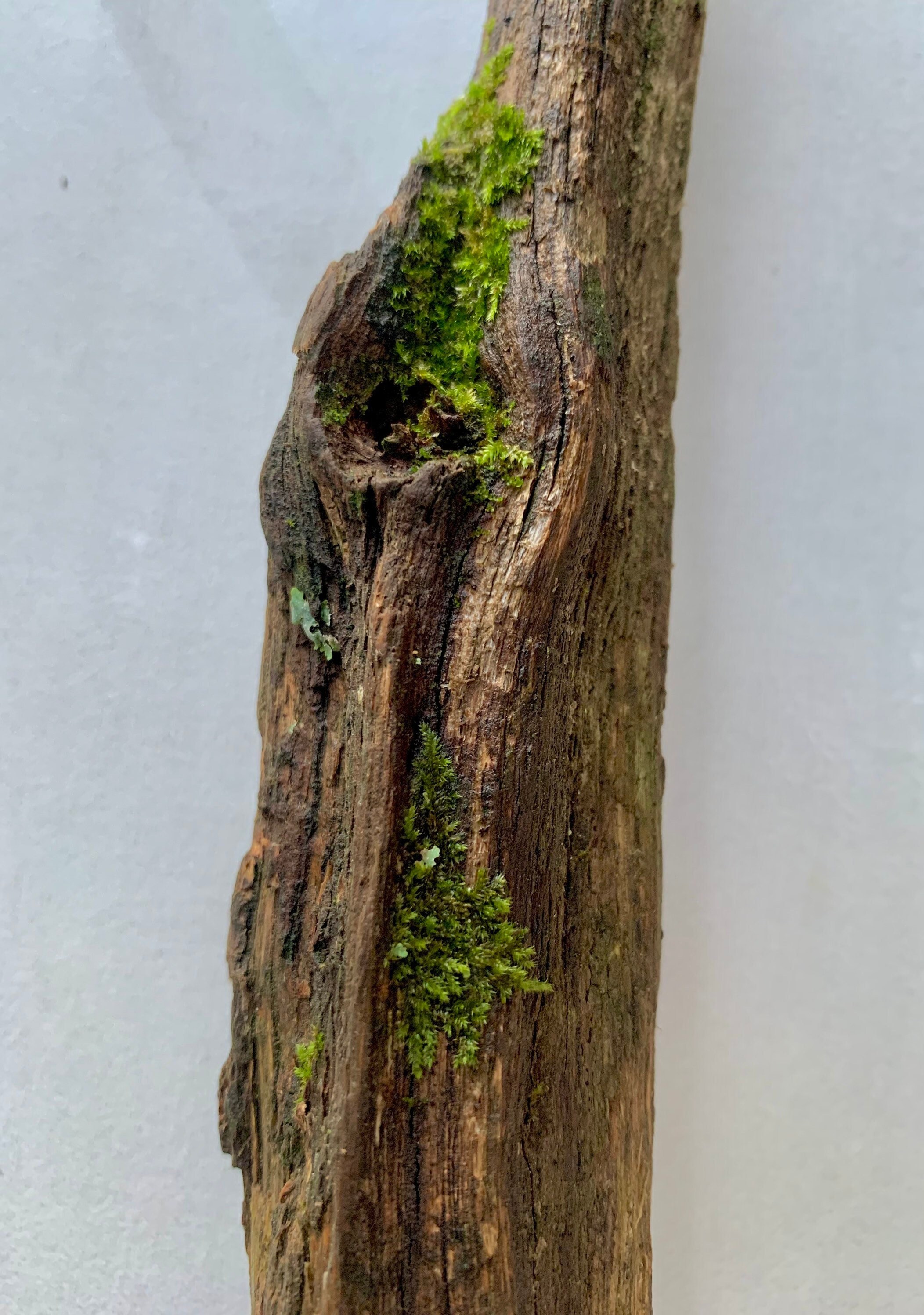  Premium New Zealand Sphagnum Moss by Gardenera