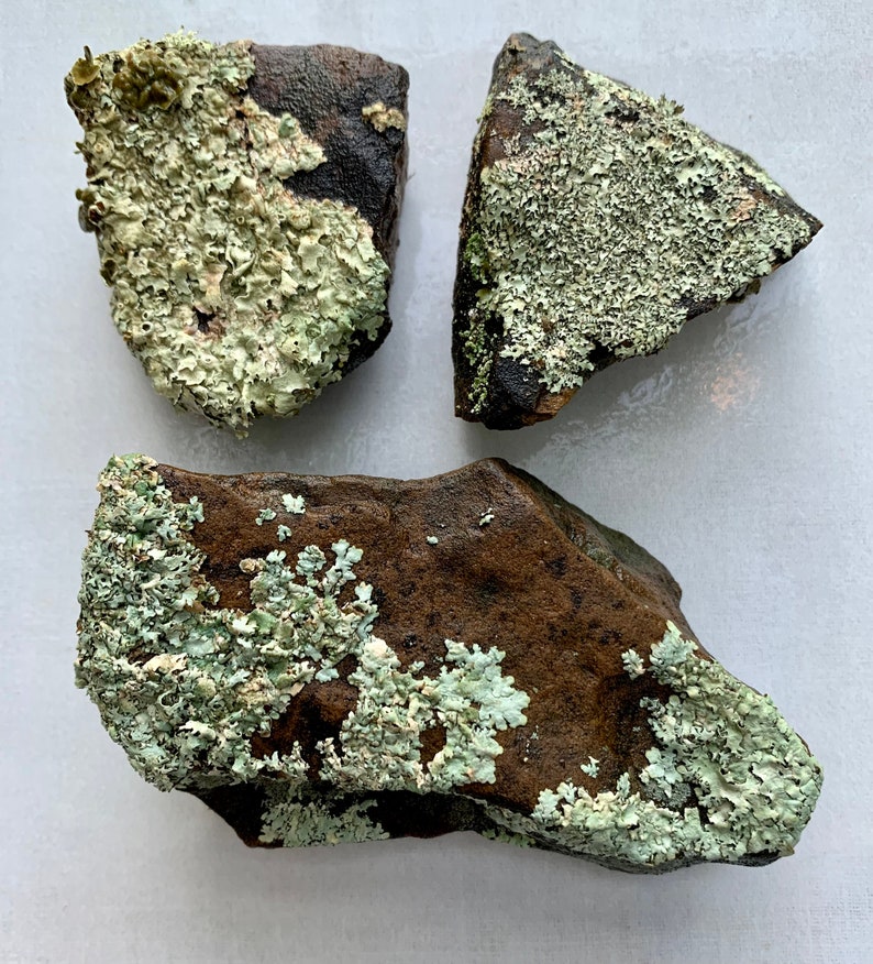 Puede incluir: Tres rocas de forma irregular cubiertas de l&iacute;quenes verdes. Las rocas son marrones y tienen una textura rugosa.