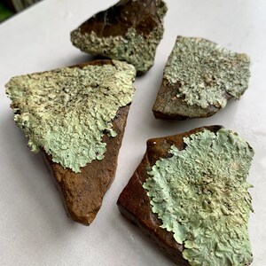 Puede incluir: Cuatro rocas marrones con l&iacute;quenes verdes creciendo en ellas. Las rocas son de diferentes formas y tama&ntilde;os.