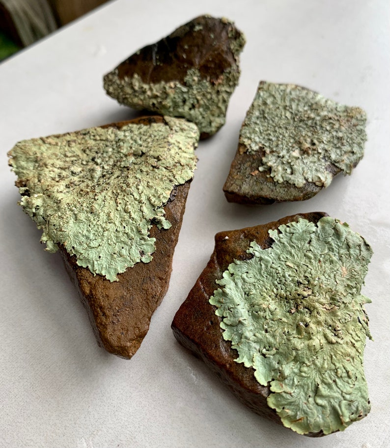 Puede incluir: Cuatro rocas marrones con l&iacute;quenes verdes creciendo en ellas. Las rocas son de diferentes formas y tama&ntilde;os.