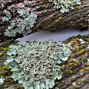 Lichen Bark Assortment 3 Sizes Available All Natural Terrarium Decor