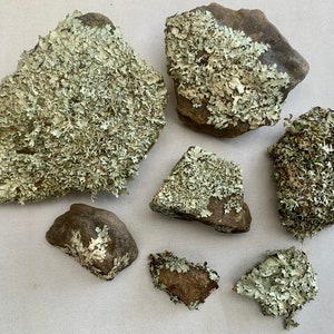 Puede incluir: Una colecci&oacute;n de seis peque&ntilde;as rocas cubiertas de l&iacute;quenes verdes. Las rocas son de diversas formas y tama&ntilde;os, y el liquen es de color verde claro.