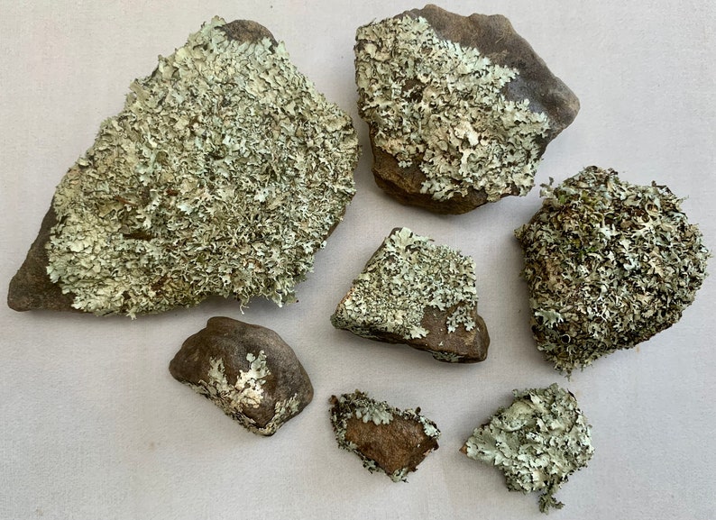 Puede incluir: Una colecci&oacute;n de seis peque&ntilde;as rocas cubiertas de l&iacute;quenes verdes. Las rocas son de diversas formas y tama&ntilde;os, y el liquen es de color verde claro.