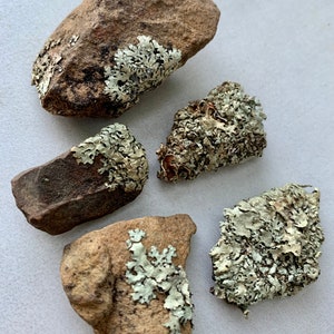 Puede incluir: Cinco peque&ntilde;as piedras de formas irregulares cubiertas de l&iacute;quenes verde claro. Las piedras son de varios tonos de marr&oacute;n y gris.