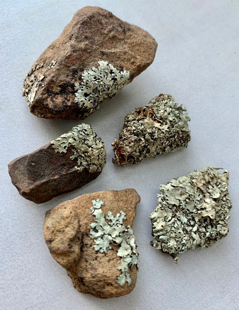 Puede incluir: Cinco peque&ntilde;as piedras de formas irregulares cubiertas de l&iacute;quenes verde claro. Las piedras son de varios tonos de marr&oacute;n y gris.