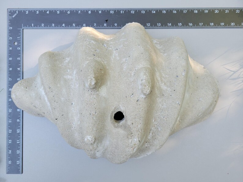 Concrete Seashell Planter - Thumbnail 2