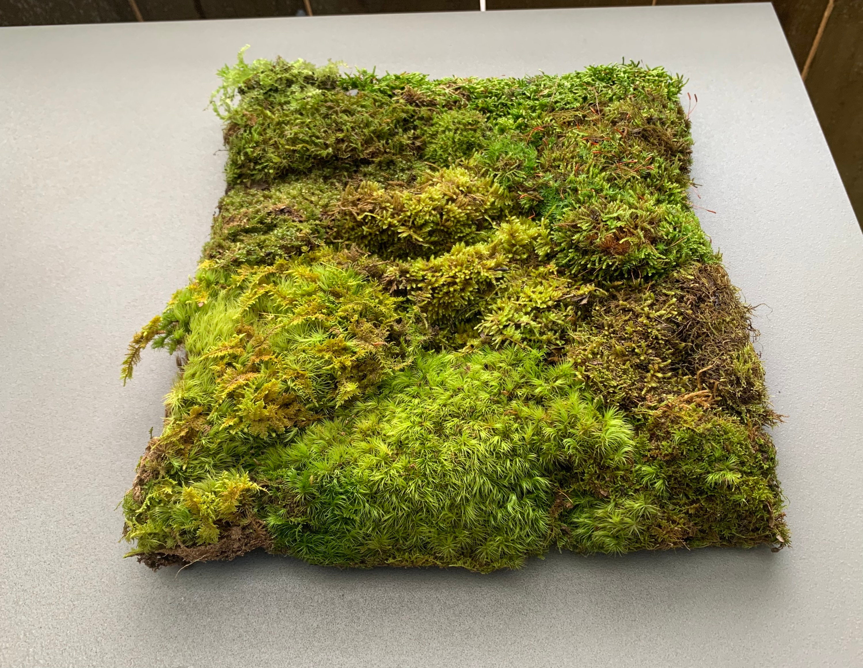 sheet moss great for terrariums houseplants fairy gardens a full  Sandwhichbag from the of Pennsylvania