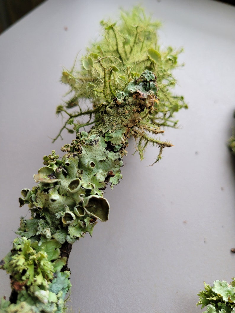 Puede incluir: Primer plano de una rama cubierta de l&iacute;quenes verdes. El liquen tiene una variedad de texturas y formas, incluyendo peque&ntilde;os crecimientos redondos y secciones m&aacute;s grandes y frondosas.