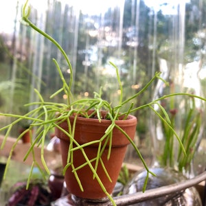 Rhipsalis baccifera Mistletoe Cactus Hanging plant image 4