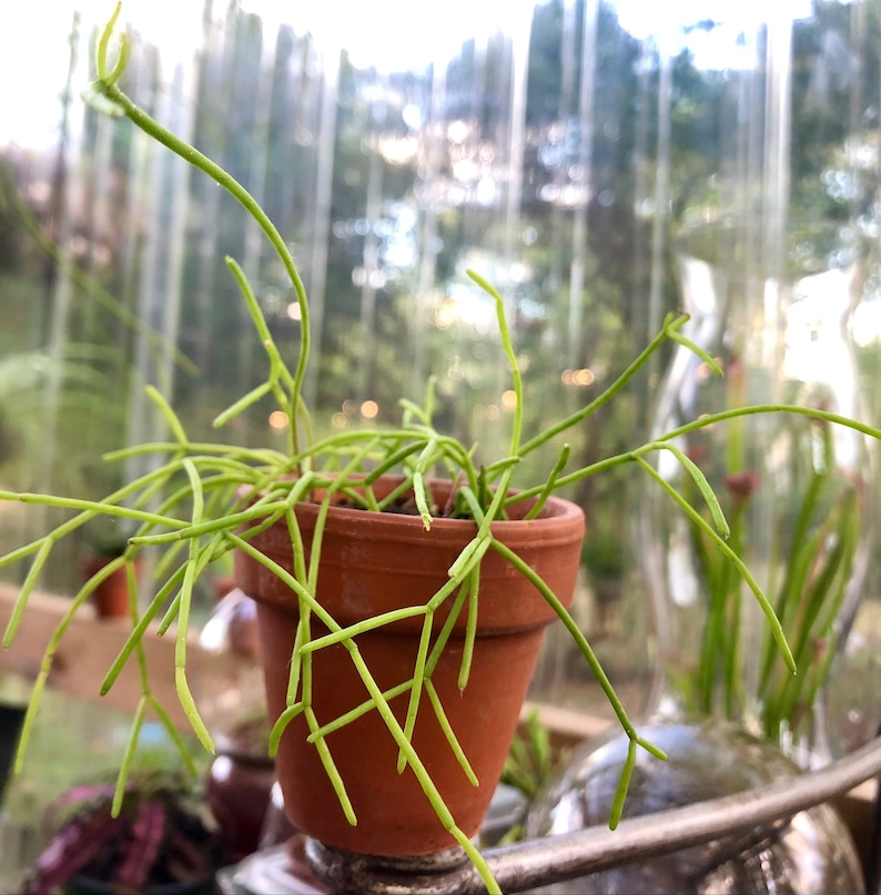 Rhipsalis baccifera Mistletoe Cactus Hanging plant image 4