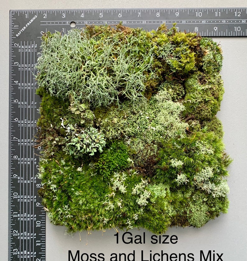 Live Moss Variety Bag for Terrariums, Fairy Gardens, Moss Art, Indoor or Outdoor Gardens image 7