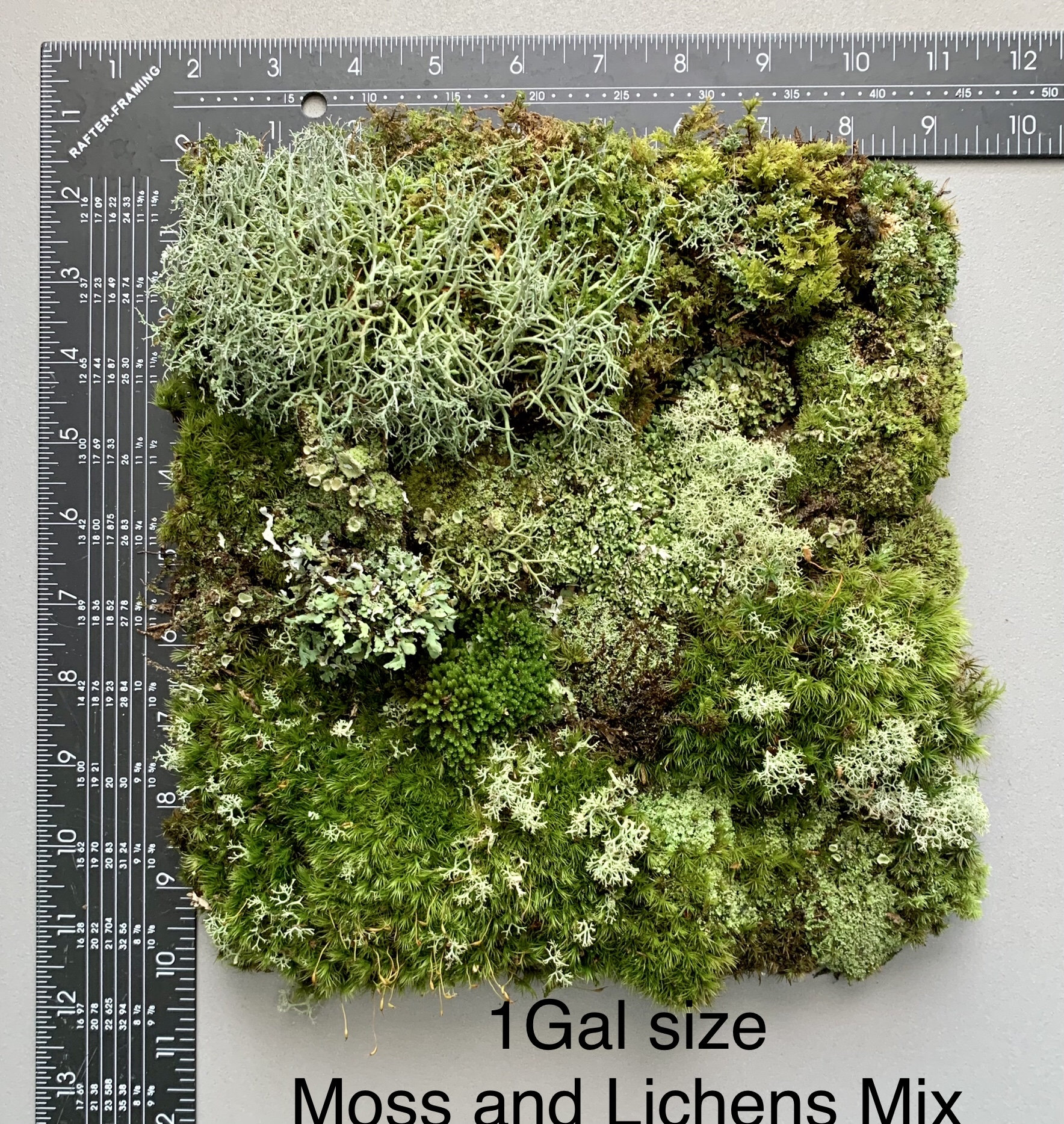 Live Assortment of Moss For Terrarium Sustainably Harvested – mossyacres
