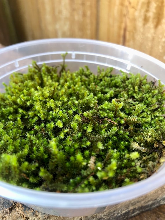 Tortula Ruralis Star Moss: Unveiling Nature's Survival Secrets