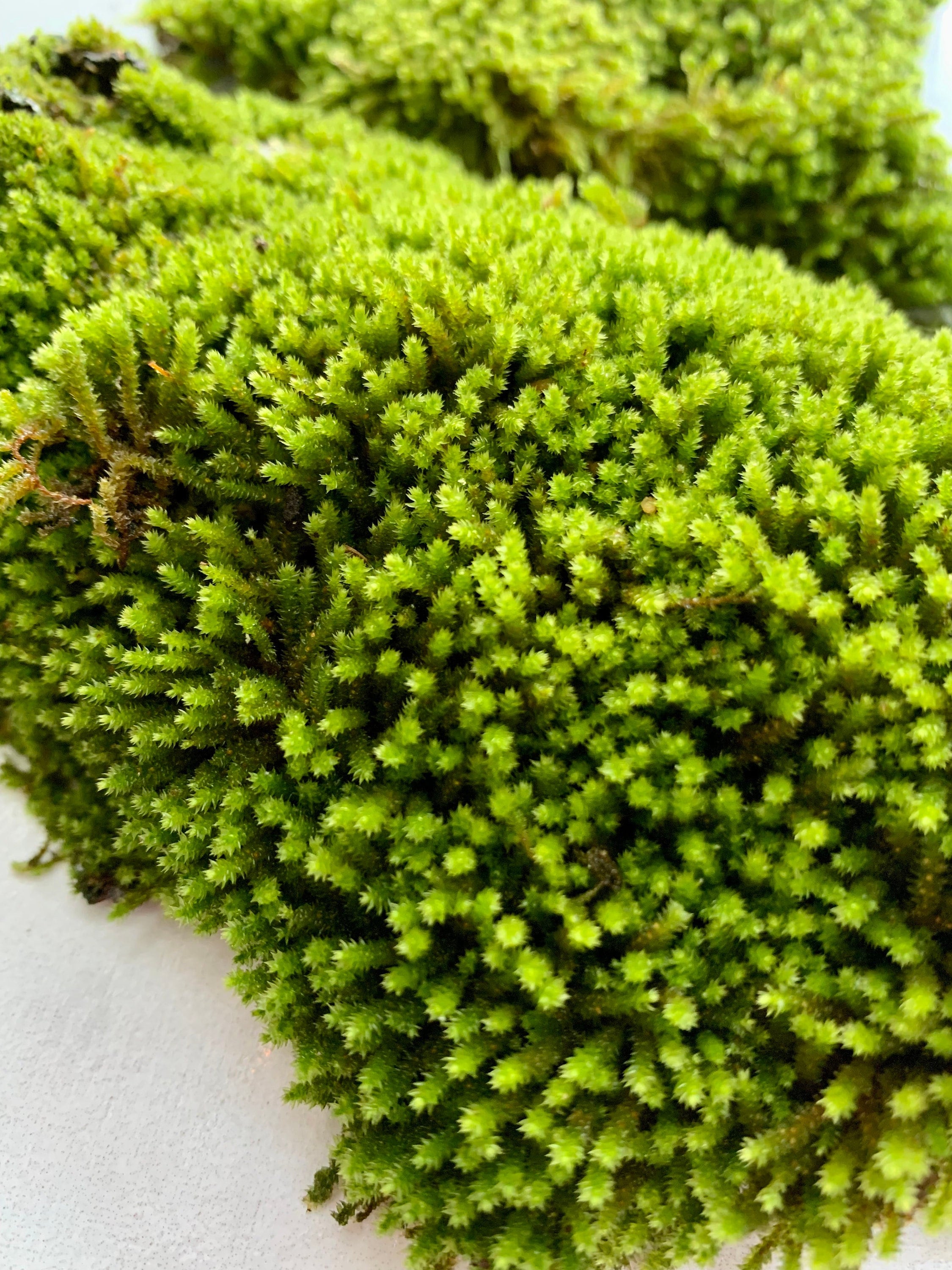  Premium New Zealand Sphagnum Moss by Gardenera
