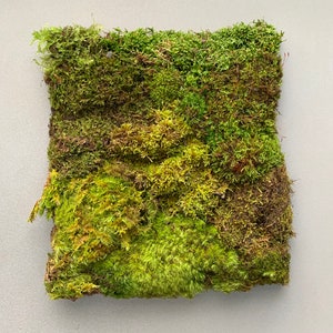 Live Moss Variety Bag for Terrariums, Fairy Gardens, Moss Art, Indoor or Outdoor Gardens image 6