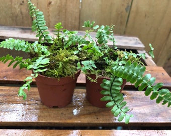 Mini Terrarium Plants, Dwarf Ferns and More! Live Plants, Several Varieties Available