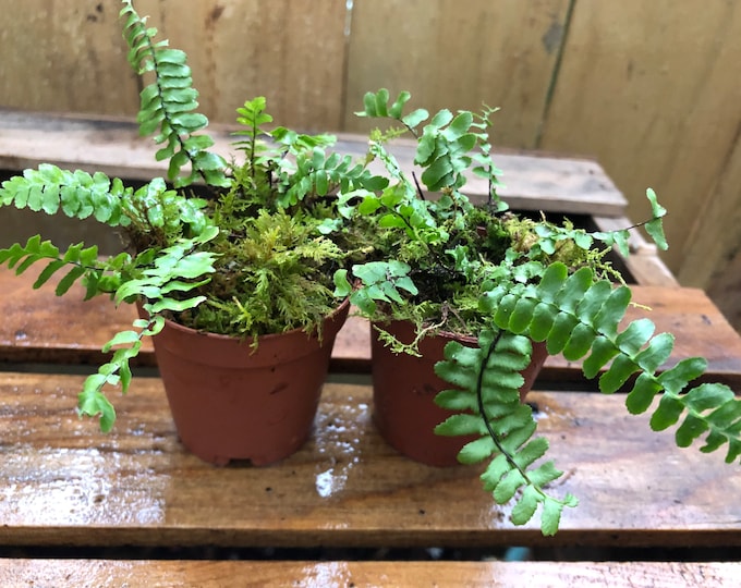 Mini Terrarium Plants, Dwarf Ferns and More! Live Plants, Several Varieties Available