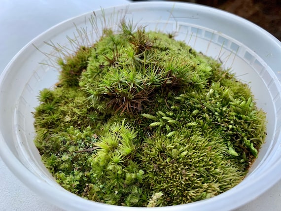 ミニテラリウム用苔ミックス - Etsy 日本