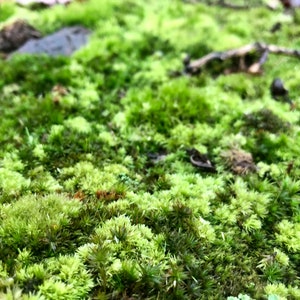 Mood Moss Dicranum Scoparium Terrarium moss Carpet moss image 7