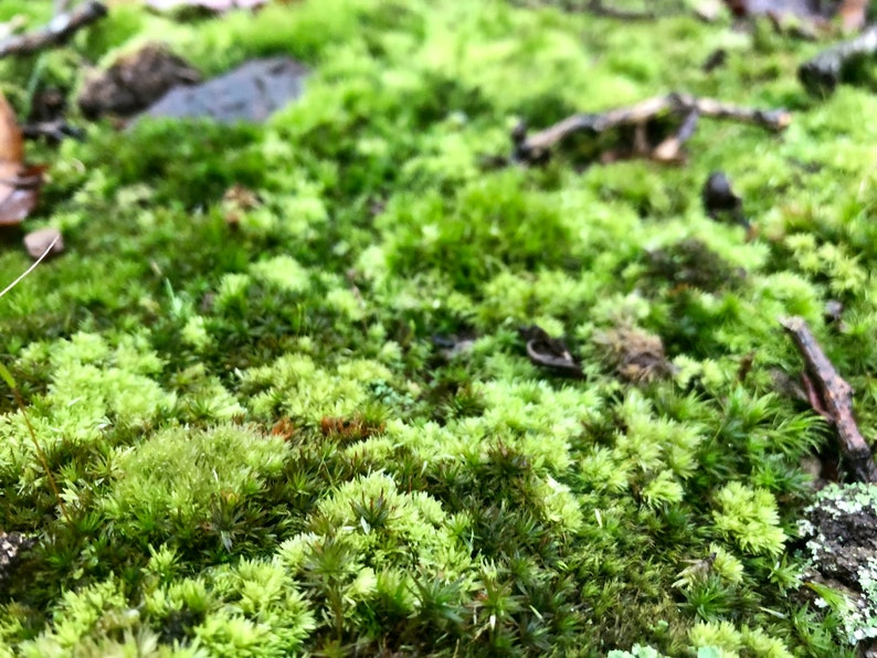 Mood Moss Dicranum Scoparium Terrarium moss Carpet moss image 7