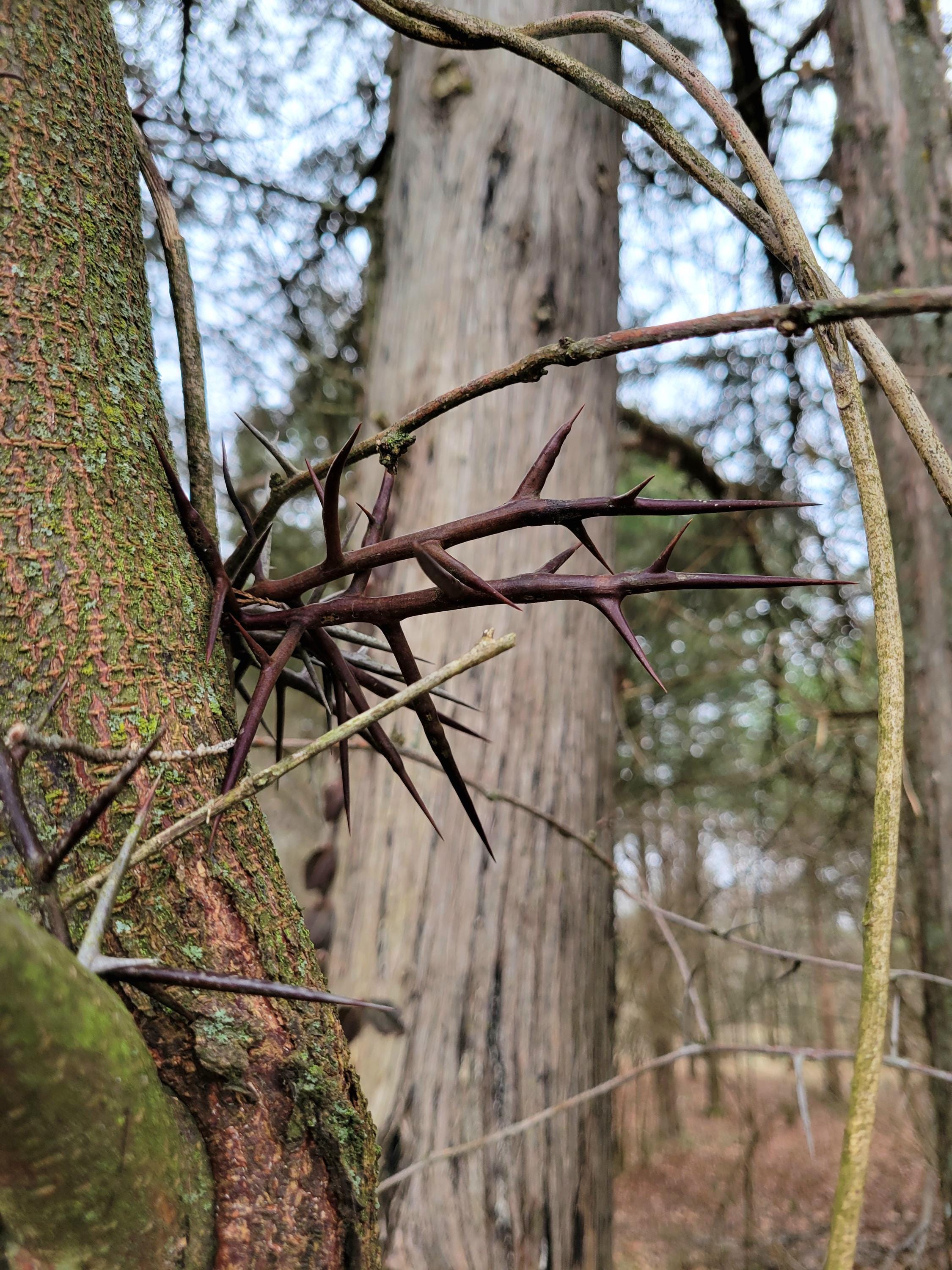 Honey Locust Thorns, Assorted Sizes, Small to XXL