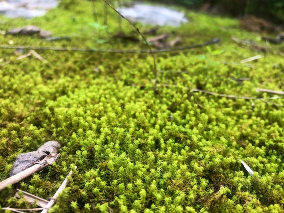 MOSS モス　TWISTER FREEDOM TWFD 163W 22-23 Twisted Moss Syntrichia Ruralis Terrarium Moss Ground Cover - Etsy