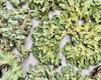 Naturlig trädlavblandning: Terrarium och hantverksmaterial