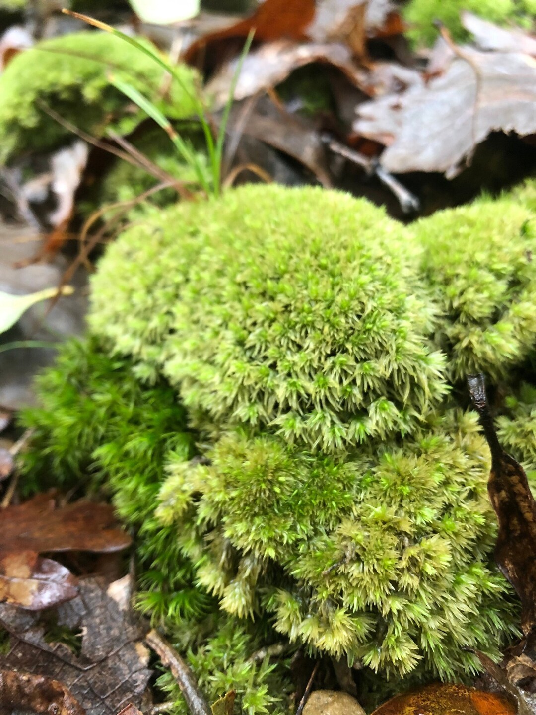 Leucobryum G, cushion moss, pin cushion moss, pillow moss with  Phytosanitary certificate