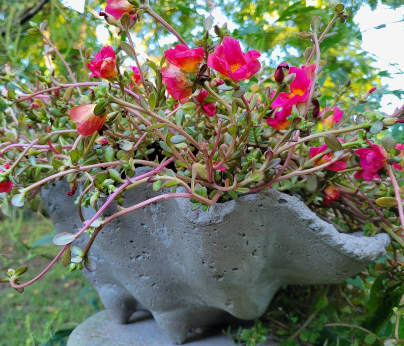 Concrete Seashell Planter