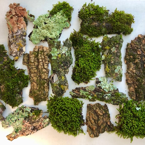 Mossy Bark Assortment, 100% Natural Terrarium Decor, 3 Sizes Available