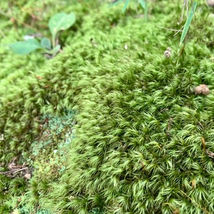 Mood Moss Dicranum Scoparium Terrarium moss Carpet moss image 9