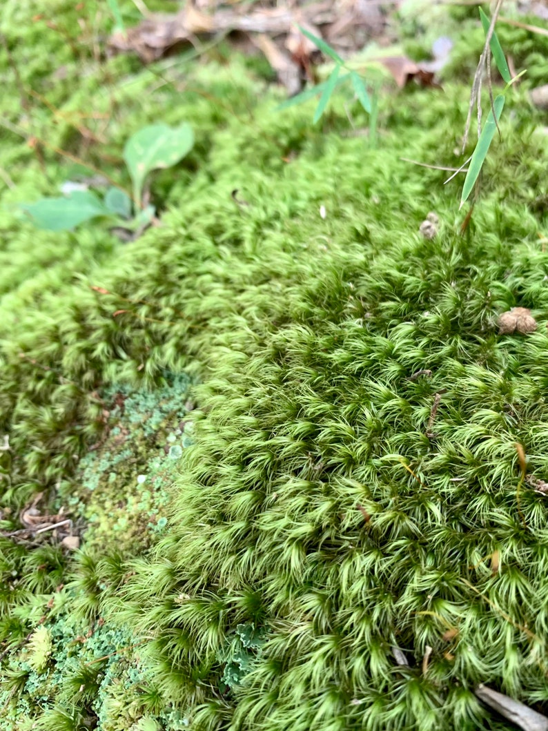 Mood Moss Dicranum Scoparium Terrarium moss Carpet moss image 9