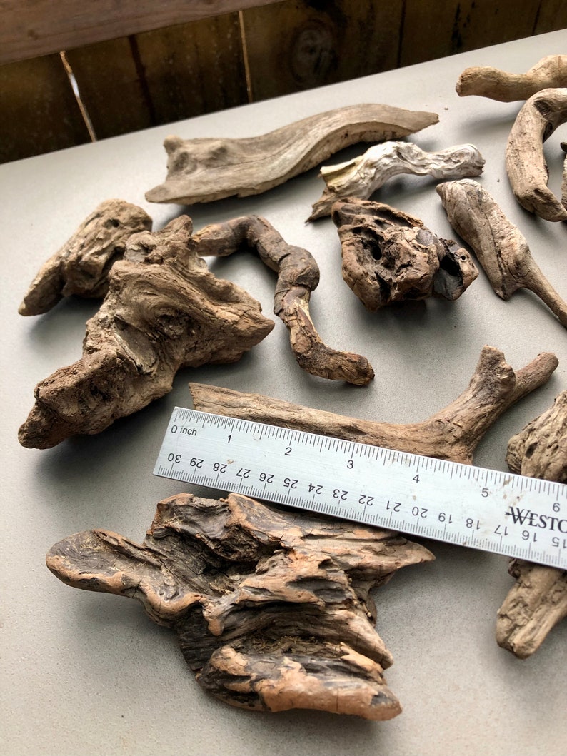 May include: A collection of driftwood pieces in various shapes and sizes. The driftwood is a light brown color and has a natural, weathered look. A ruler is included for scale.