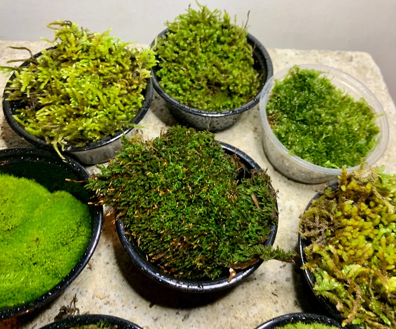 Live Moss Sampler, 8 Varieties of Terrarium Moss image 7