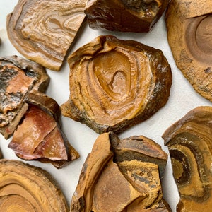 May include: A collection of brown and tan fossilized stones with a layered, striated pattern. The stones are irregularly shaped and have a smooth, polished surface.