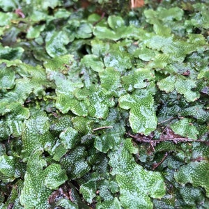 Liverwort Marchantia polymorpha