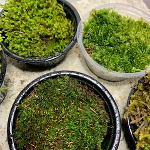 Live Moss Sampler, 8 Varieties of Terrarium Moss image 6