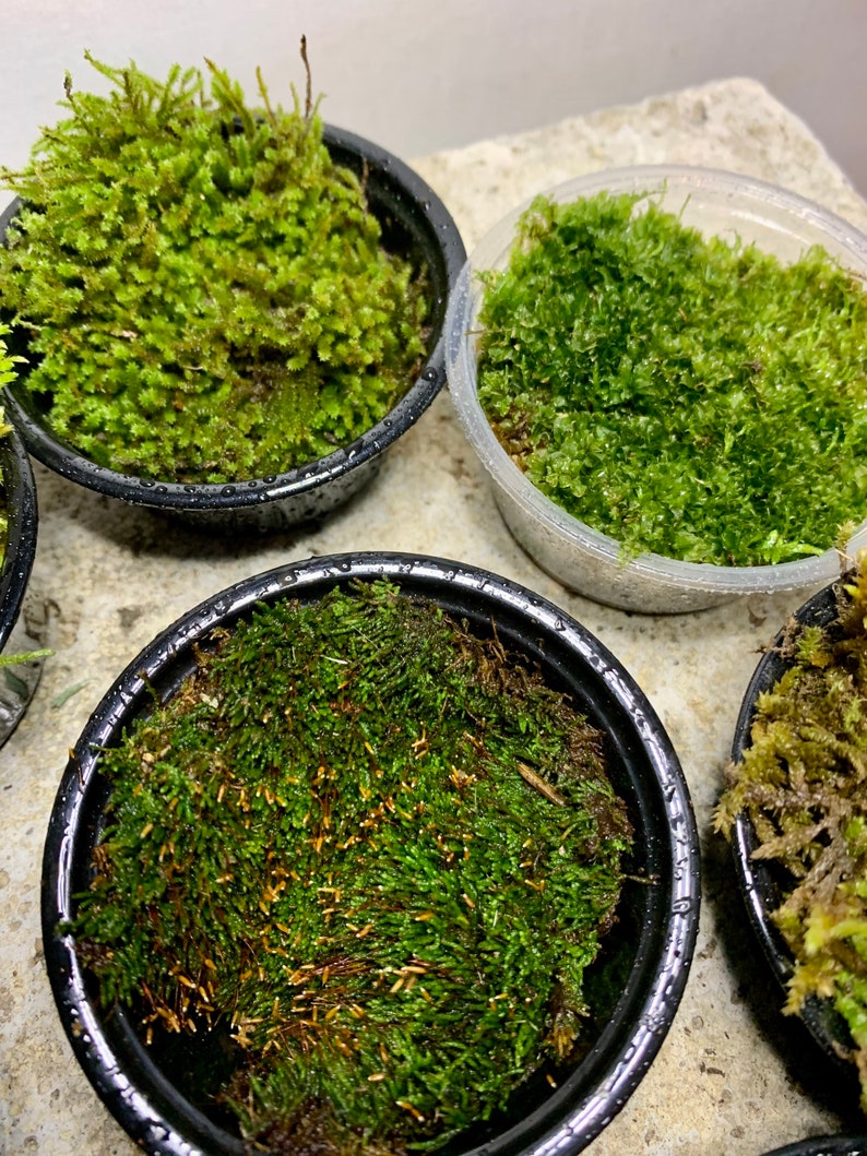 Live Moss Sampler, 8 Varieties of Terrarium Moss image 6