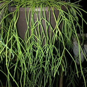 Rhipsalis baccifera Mistletoe Cactus Hanging plant image 2