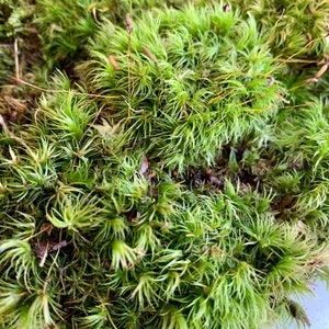 Mood Moss Dicranum Scoparium Terrarium moss Carpet moss image 10