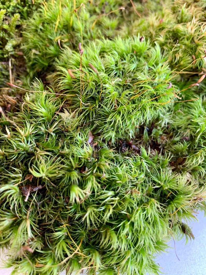 Mood Moss Dicranum Scoparium Terrarium moss Carpet moss image 10