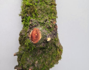 Mini Moss Log 8"